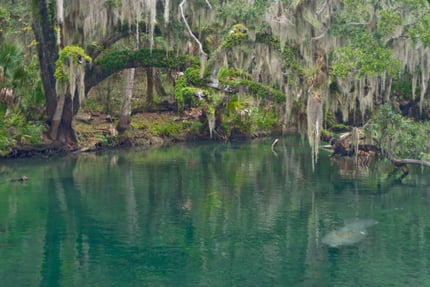 Blue Springs at New Smyrna Beach Area
