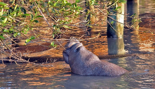 Canaveral National Seashore