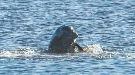Dolphin in New Smyrna Beach Area