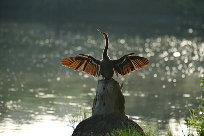 Bird in New Smyrna Beach Area