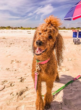 Dog at Smyrna Dunes