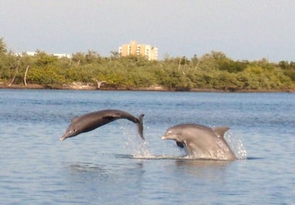 MDC_Dolphins