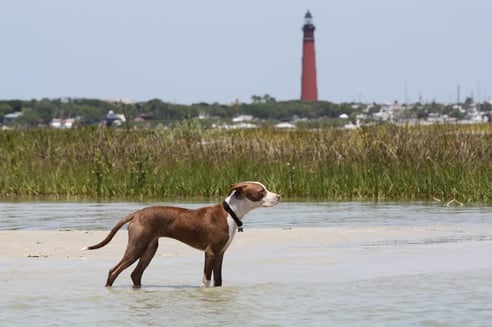 Dog at the New Smyrna Beach Area, FL