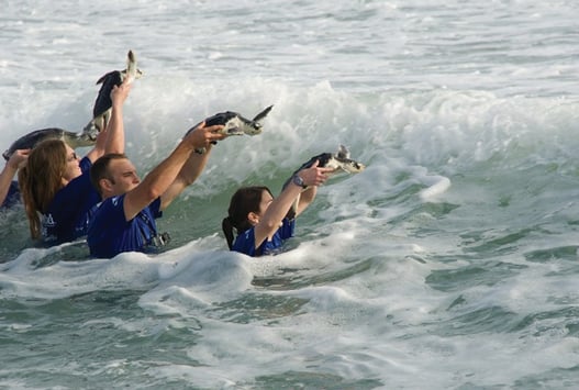 Seaturtle Release