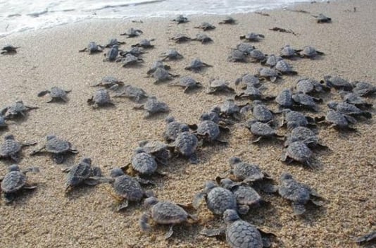 Baby Sea Turtles