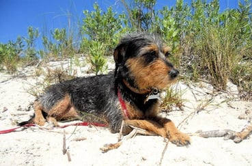 smyrna_dunes_park_dog_rgb_l