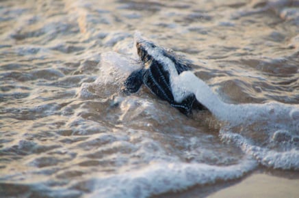 Baby turtle out to sea