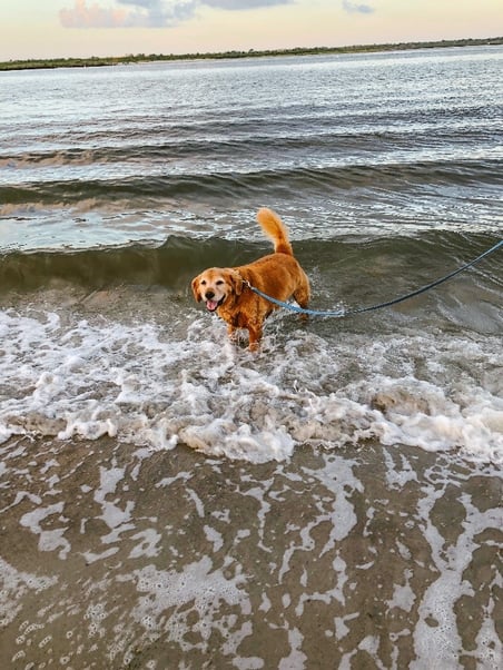 Dog at the Beach