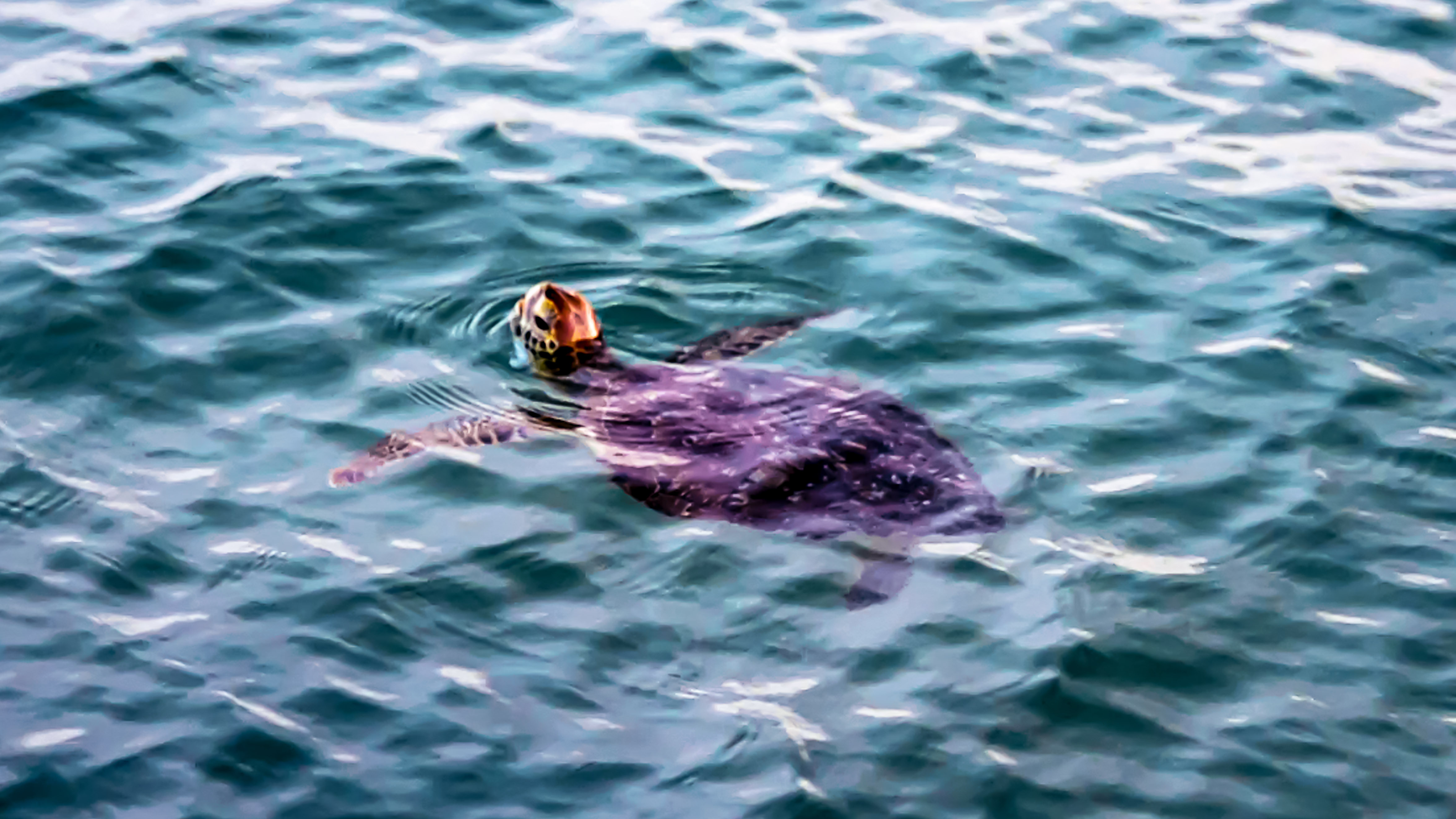 Sea Turtle Season in the New Smyrna Beach Area