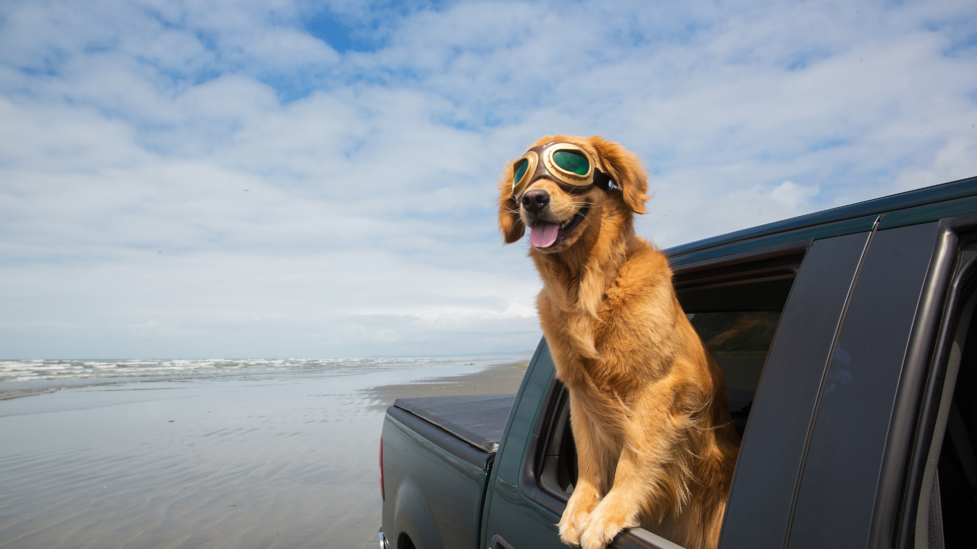 Dining with Fido in the New Smyrna Beach Area