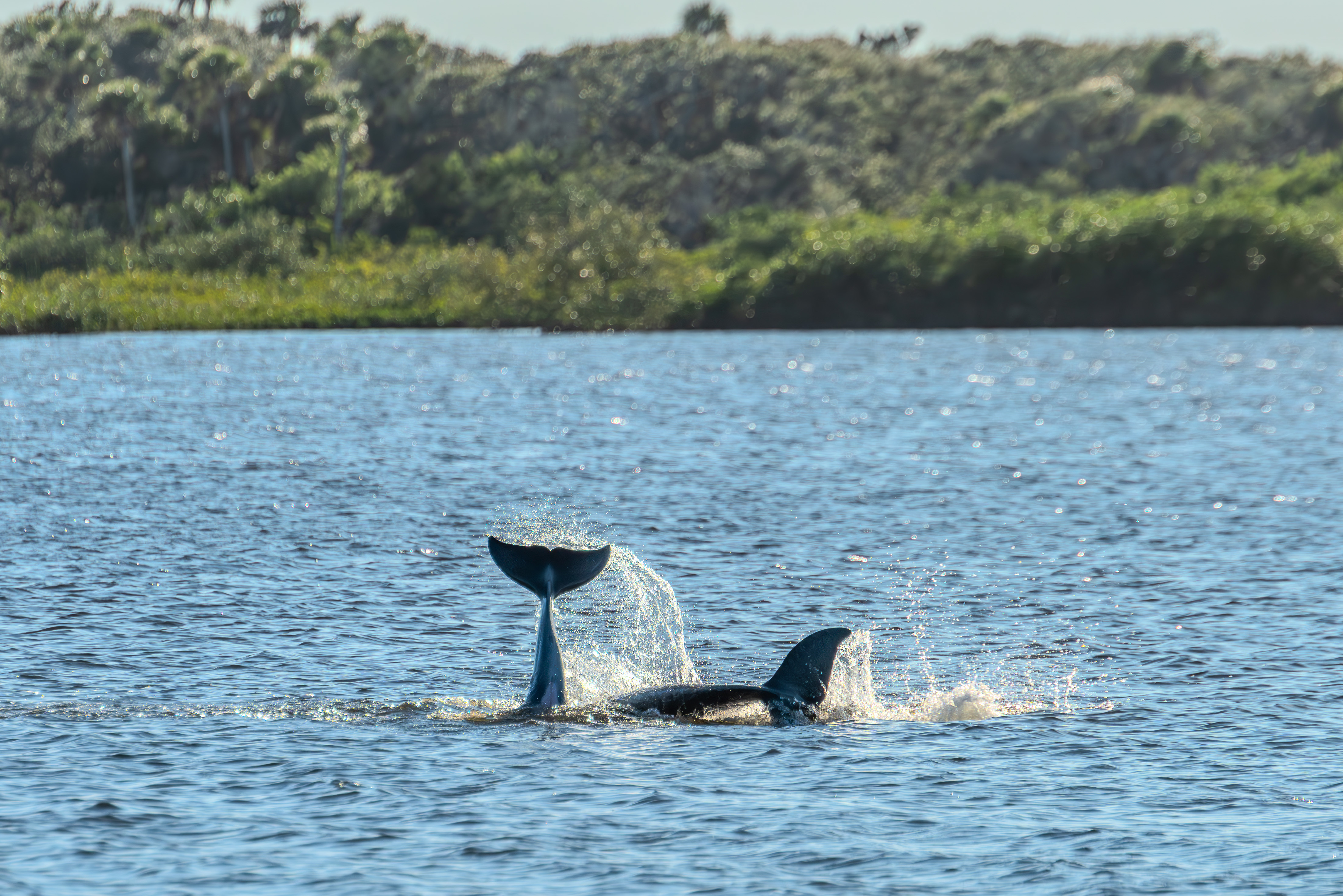 Wild Encounters Await in the New Smyrna Beach Area